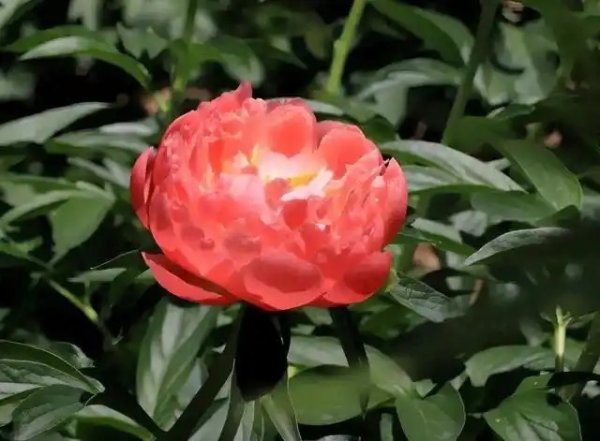 今春，菏泽第一朵芍药悄然登场！