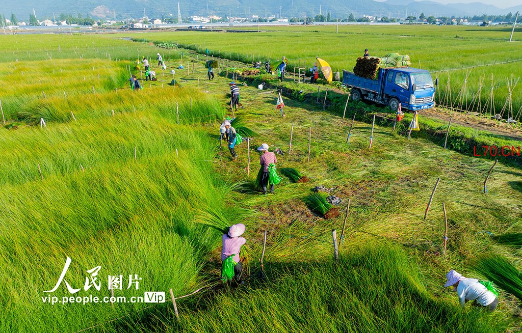 浙江宁波：抢收蔺草